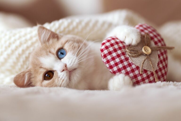 Saint-Valentin : idées de cadeaux pour chat