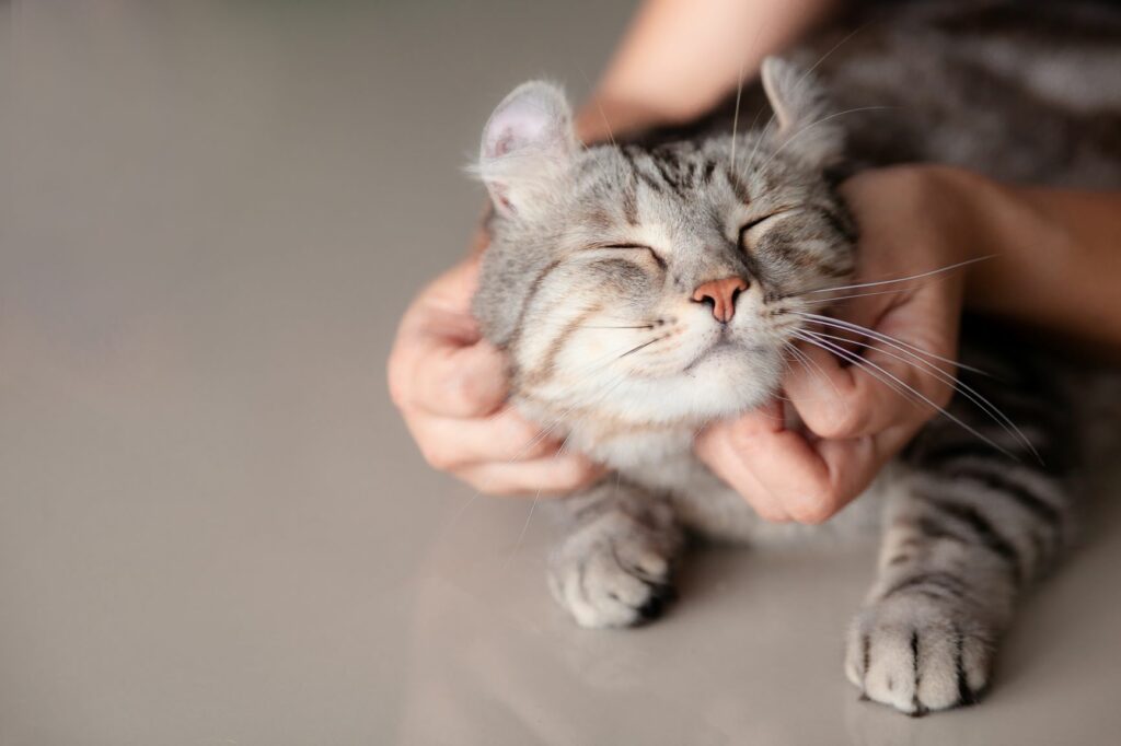 chat tigré qui se fait câliner par son maître