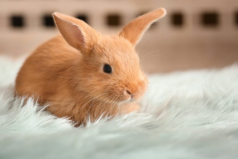 lapin adulte brun qui se repose