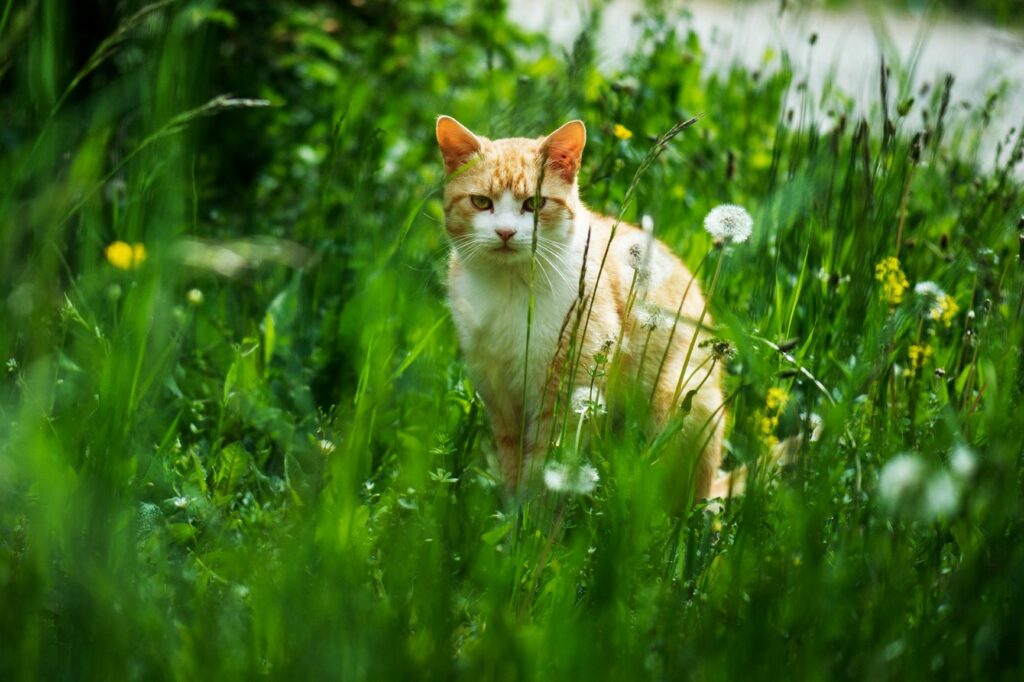 chat à l'extérieur dans le jardin observant la zone, en portant