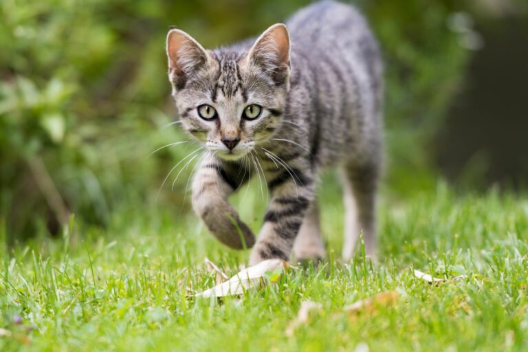 il faut prendre quelques précautions avant de laisser sortir un chat