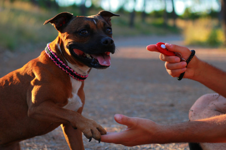 entrainement au clicker pour chien