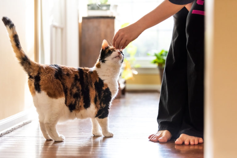 chat et clicker training