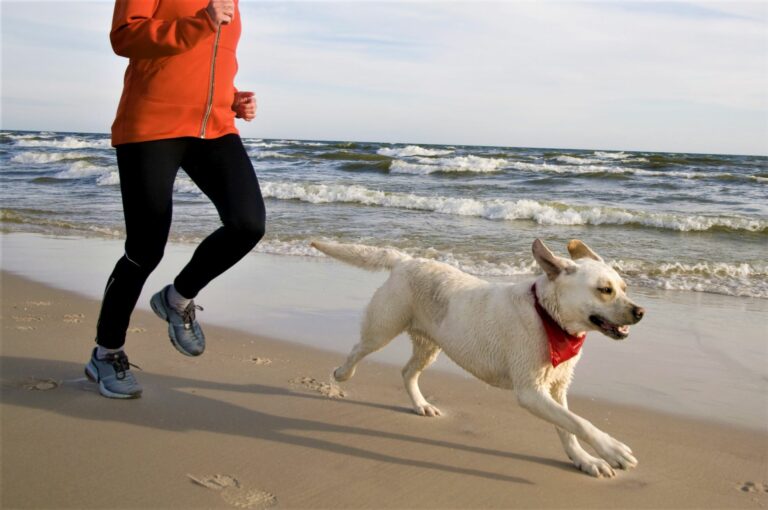 comment courir avec son chien