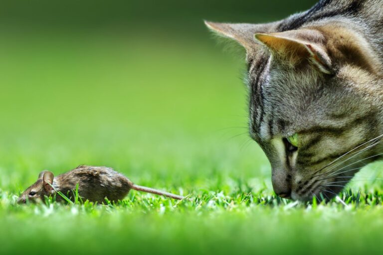 le vermifuge empêche le chat d'attraper des vers en ingérant une souris