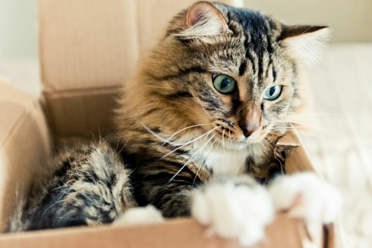 les chats adorent les cartons