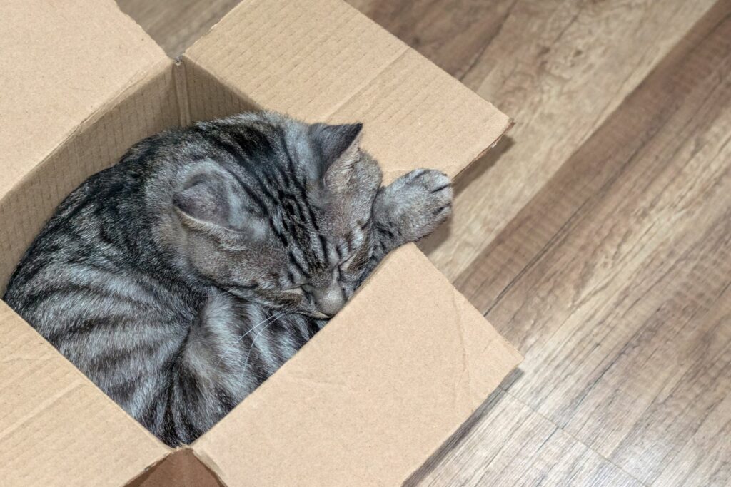 les chats adorent les cartons
