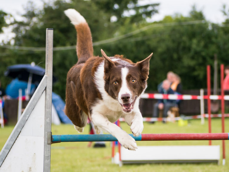 sports canins