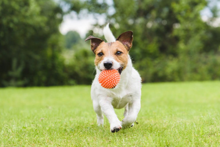 jouer avec son chien