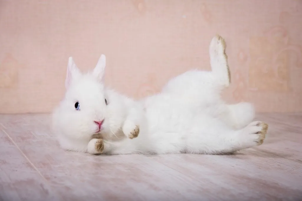 connaître le sexe d'un lapin