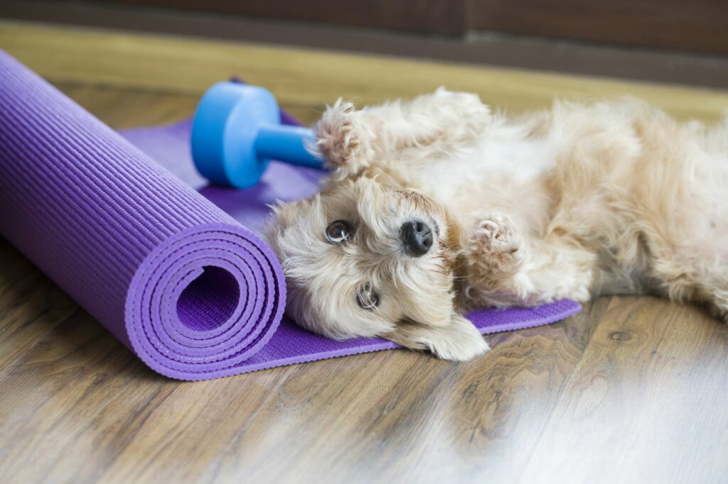 faire du sport avec son chien