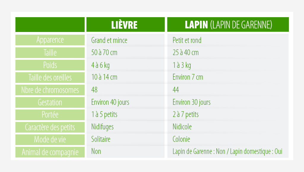 lièvre vs lapin