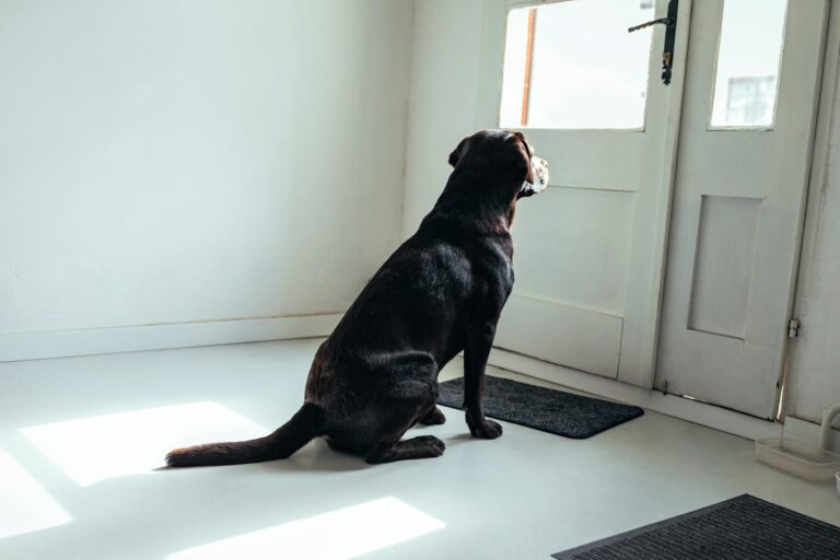 un chien seul à la maison