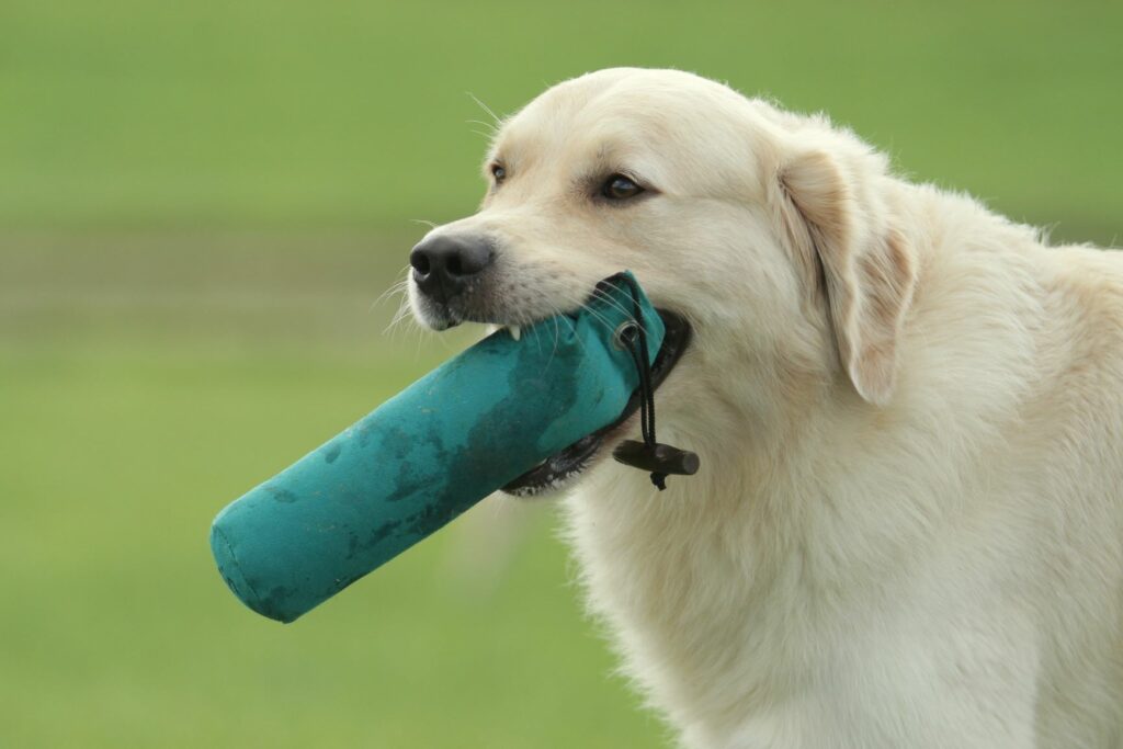 un chien et son jouet