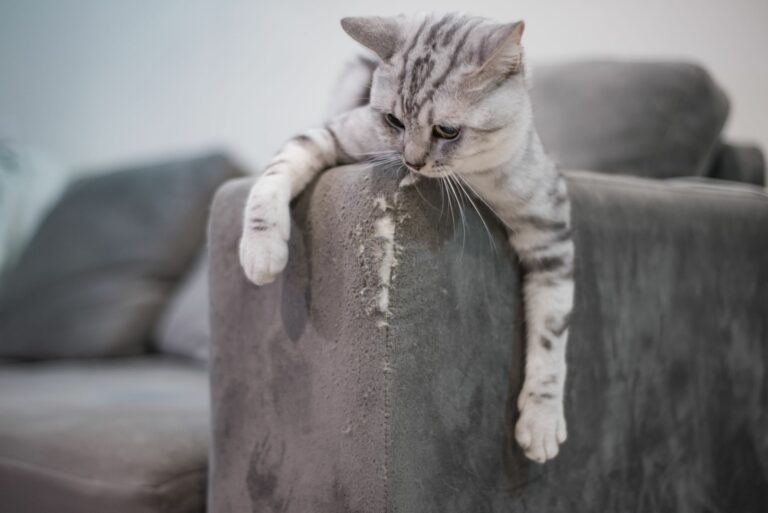 chat qui griffe le canapé