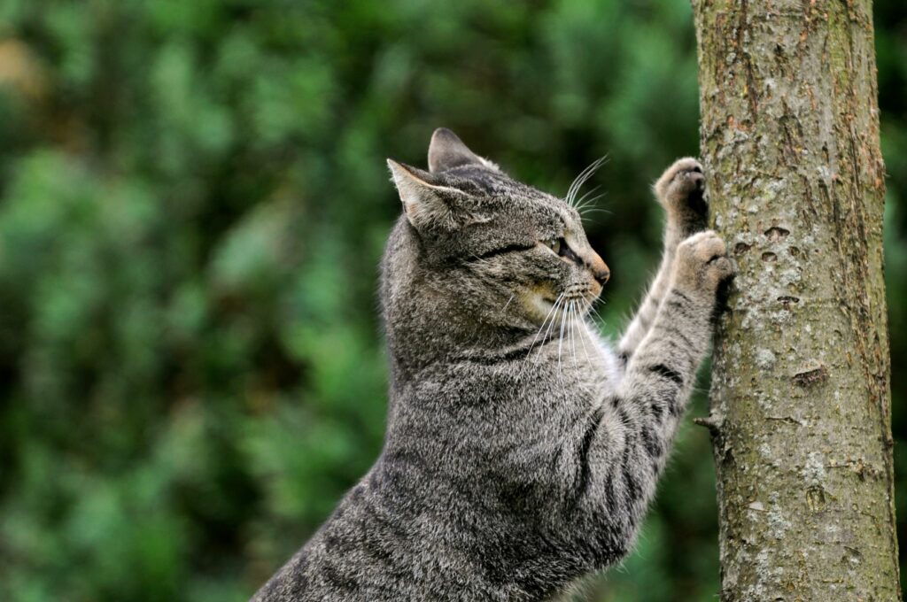 un chat fait ses griffes sur un arbre