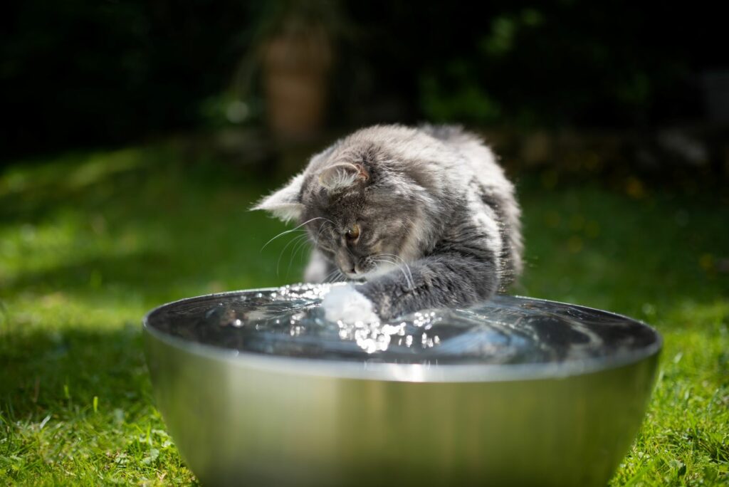 chat et chaleur en été