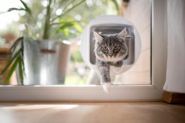 chat qui entre par la chatière