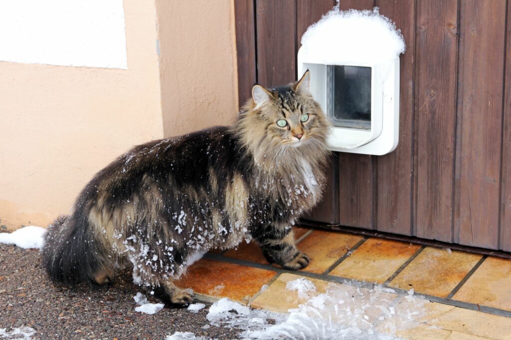 chatière et chat