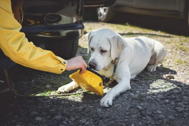 chien qui ne veut pas boire dans sa gamelle