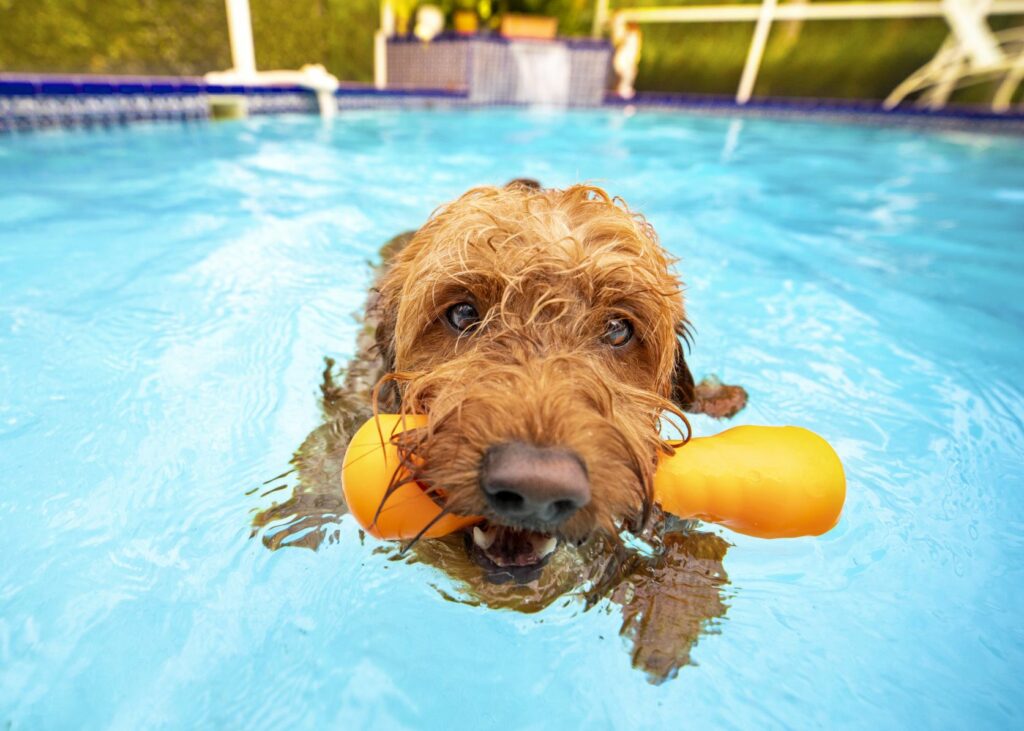 chien qui nage dans une piscine à cause de la chaleur