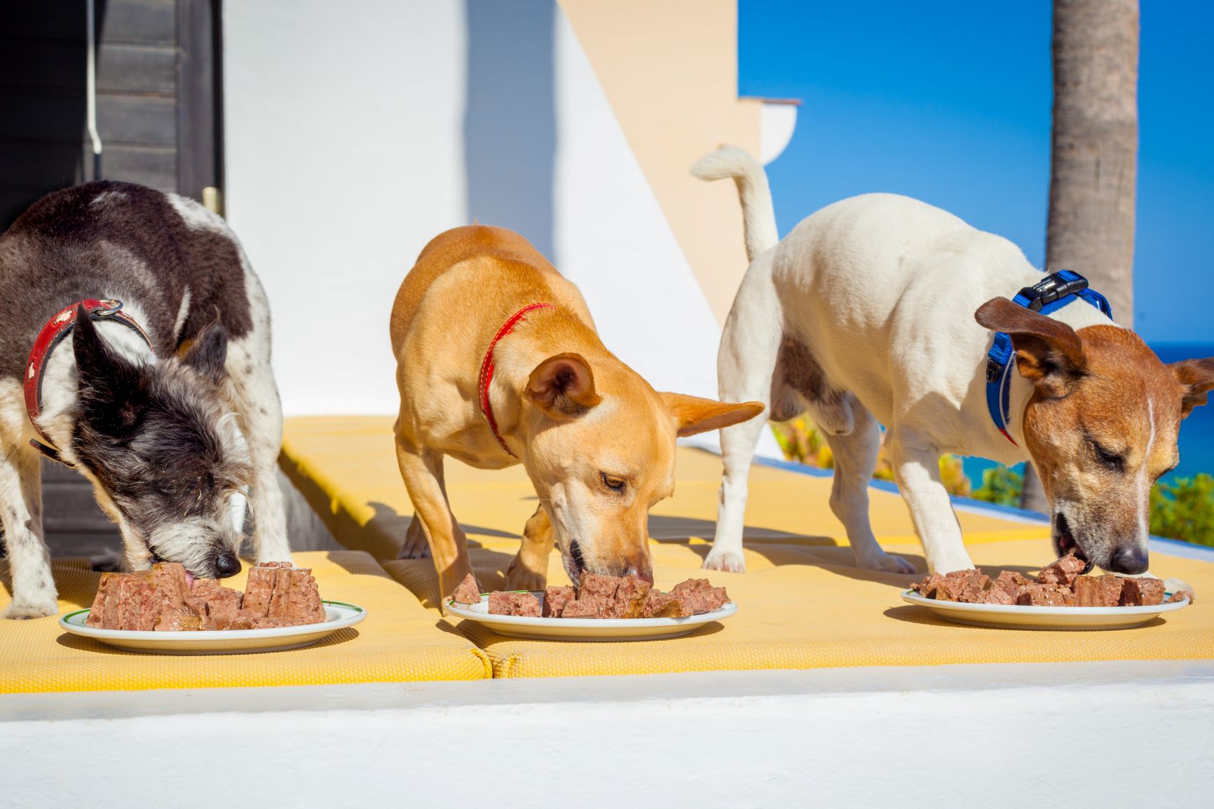 trois chiens mangent de la nourriture humide