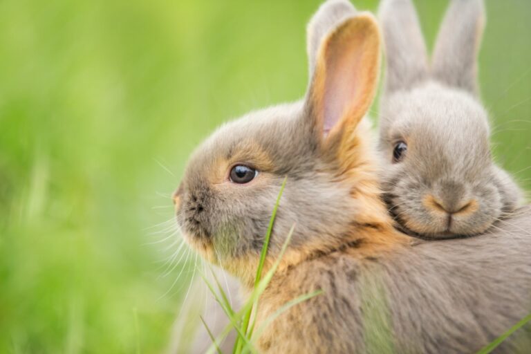 Lièvre ou lapin : comment faire la différence ?