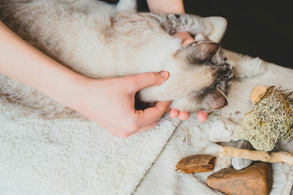 massage du cou d'un chat