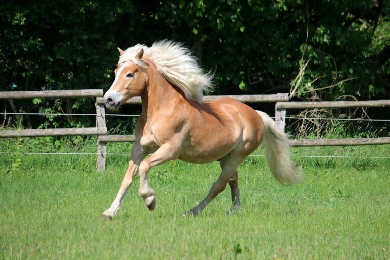 poney qui galope