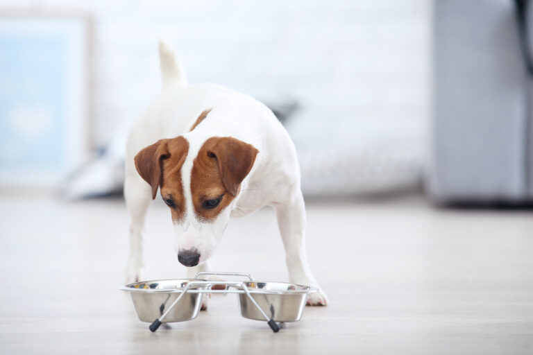 un Jack Russell mange des croquettes dans sa gamelle