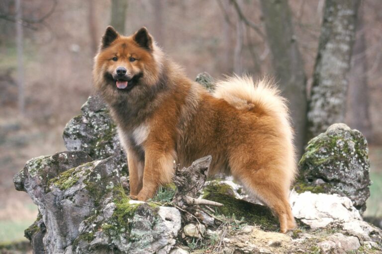 eurasier