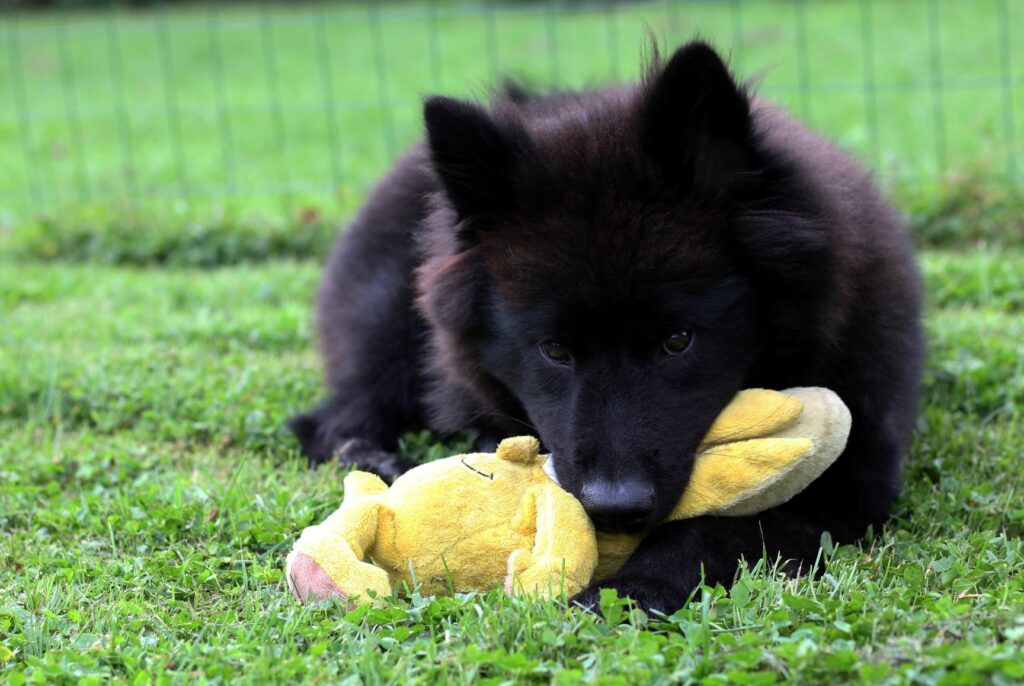 chien eurasier noir