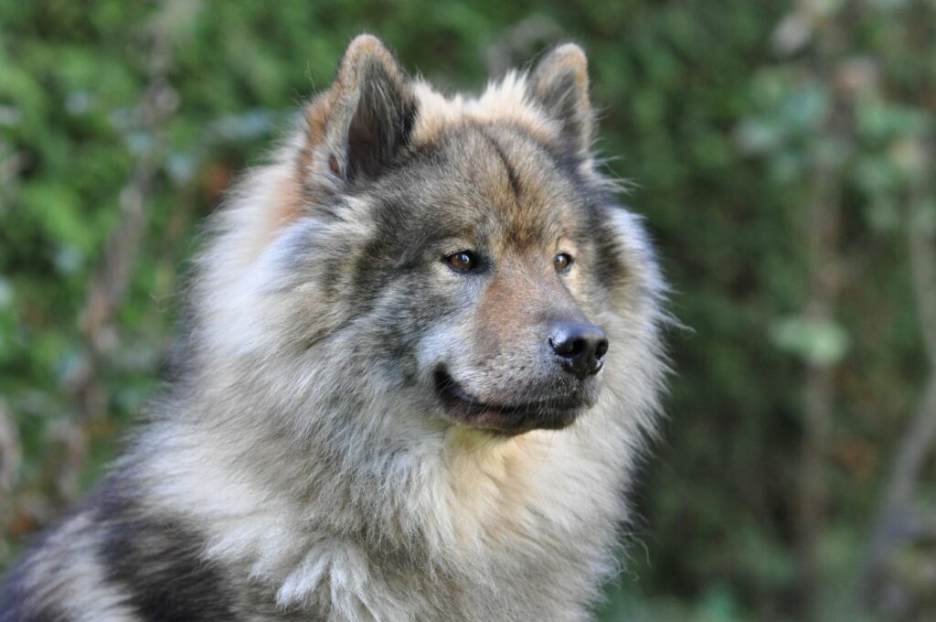 eurasier