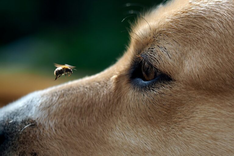 piqûre abeille chien