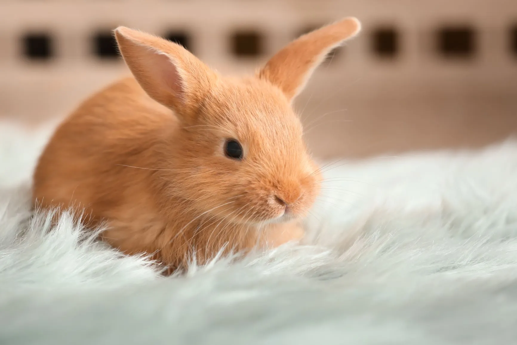 Lapin jeune