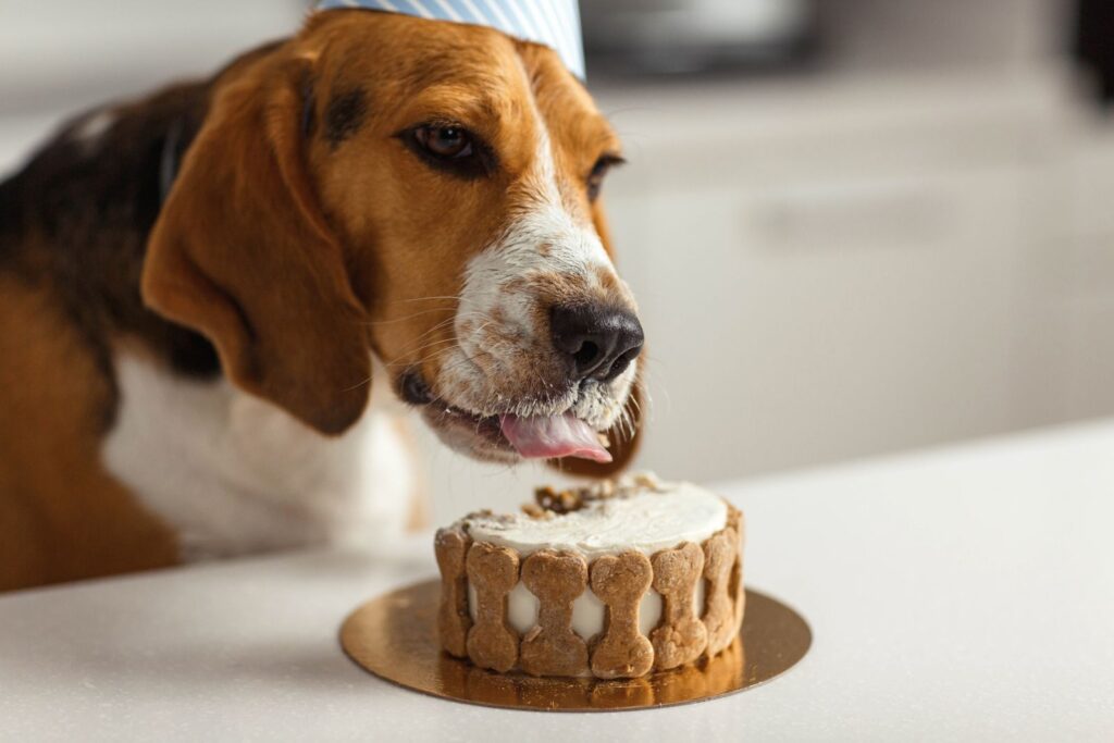chien mange gateau d'anniversaire pour chien