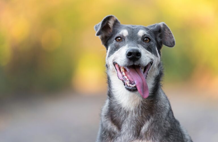 Comprendre le langage des chiens