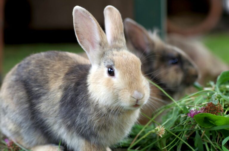 la stérilisation du lapin