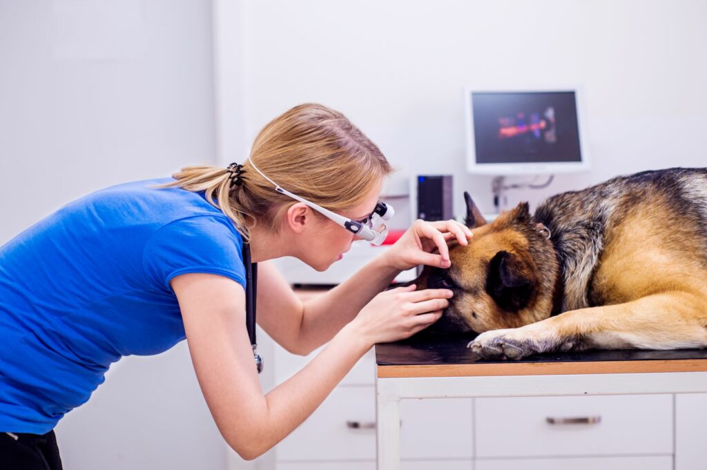 Un chien aveugle chez le vétérinaire