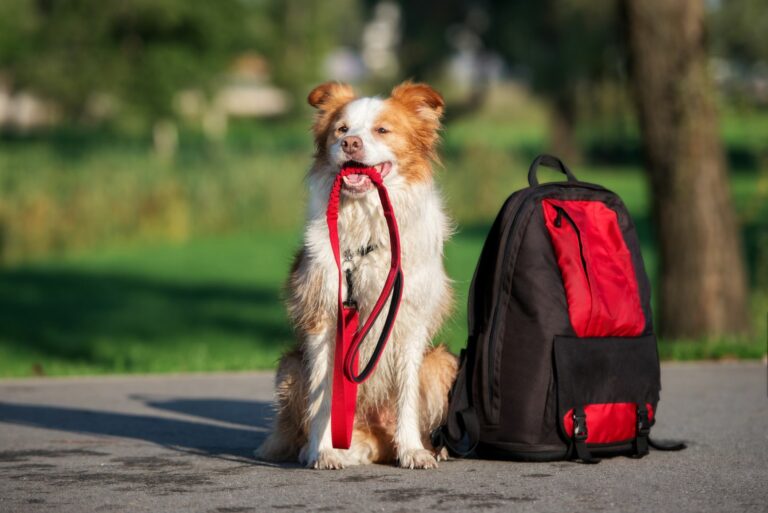 Un chien et son équipement de randonnée
