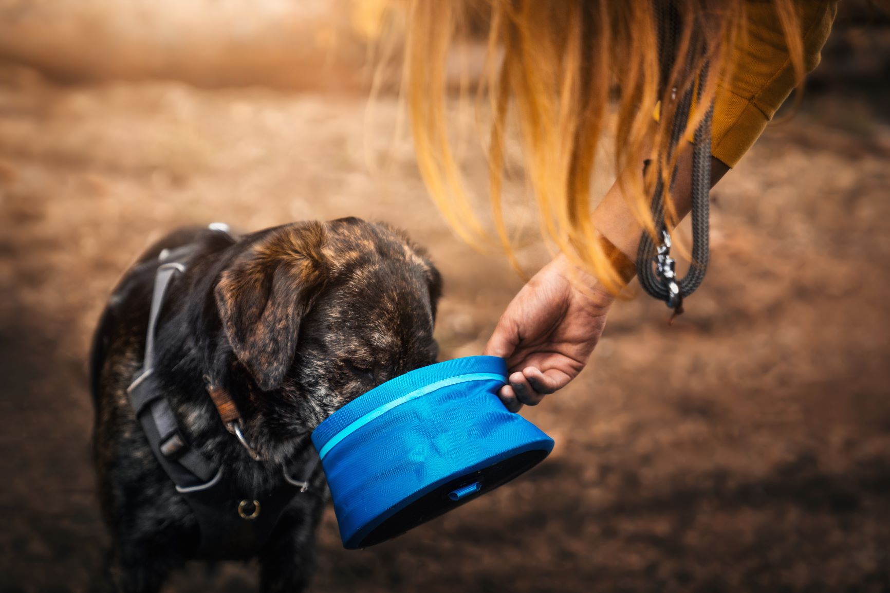 Un chien en randonnée boit dans une gamelle