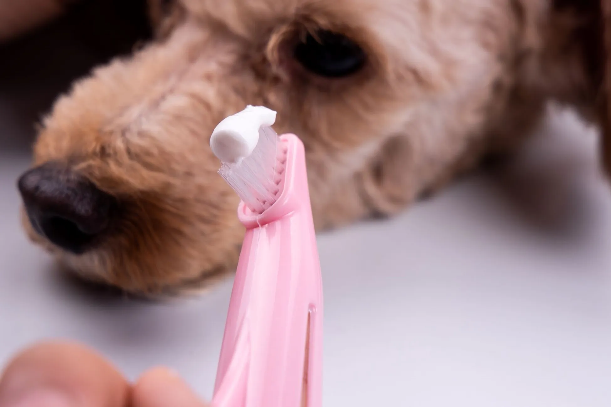 brosse à dents pour chien