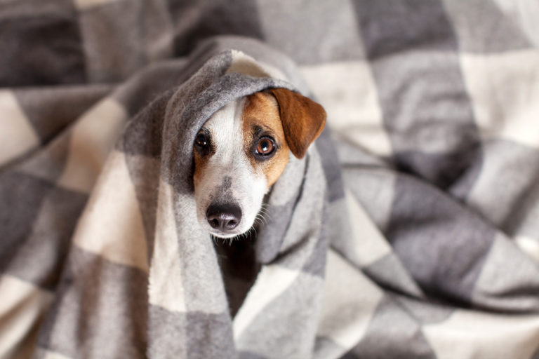 Un chien se met au chaud après un refroidissement