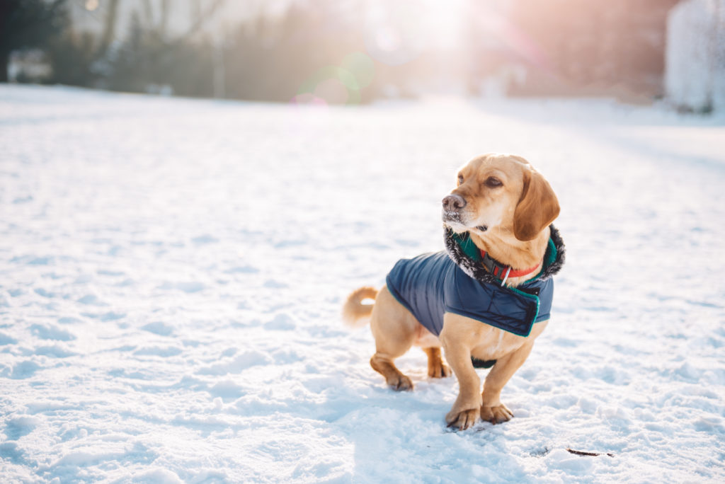 Un chien protégé contre les coups de froid