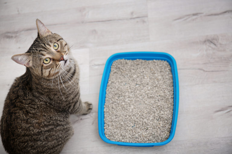 Meilleure litière pour chat : comment choisir ?
