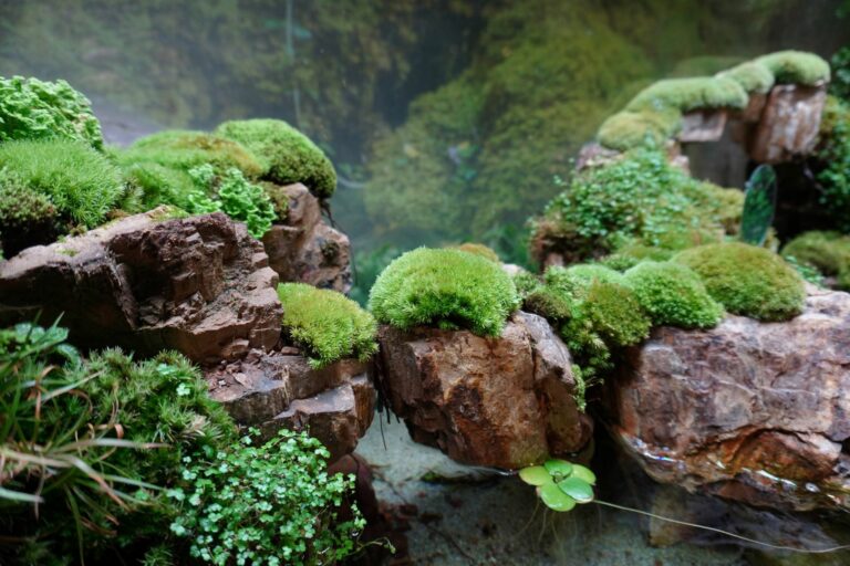 Paludarium : réunion d'un aquarium et terrarium