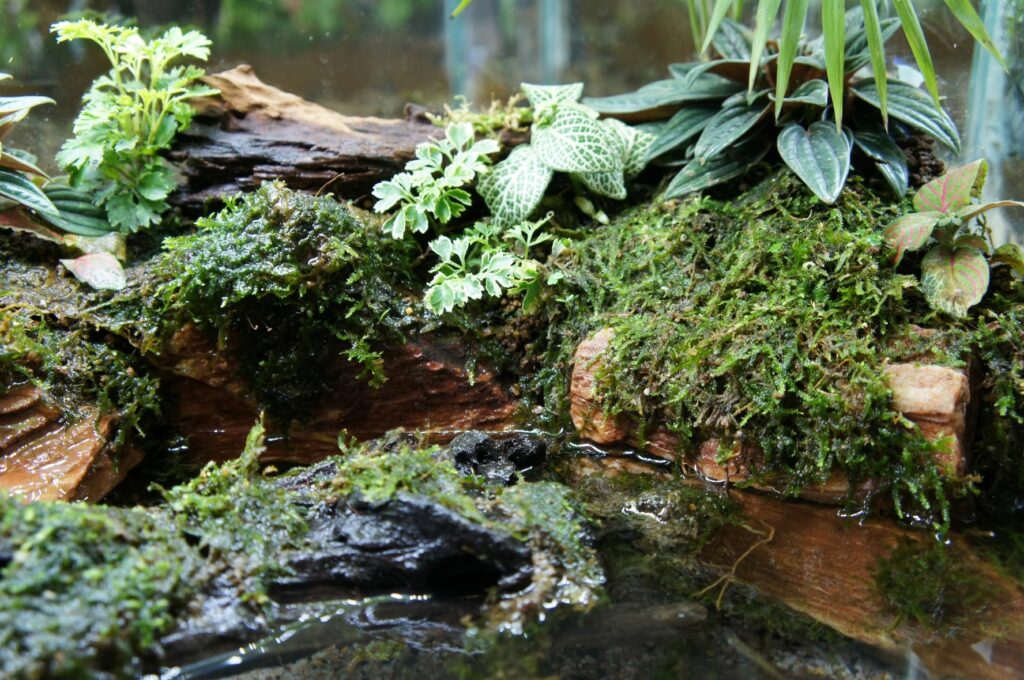 un marais miniature, le paludarium