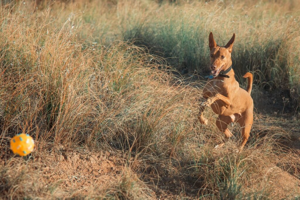 un podenco court après une balle