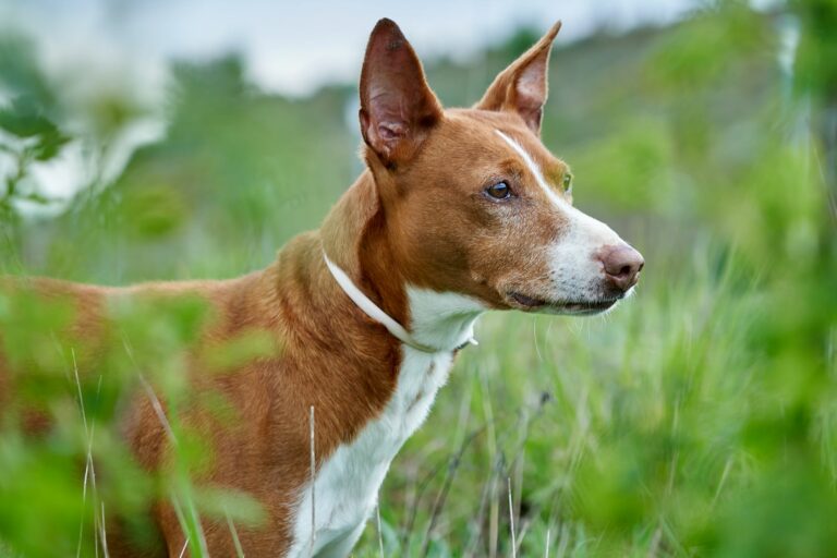 Un podenco