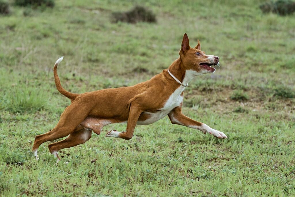 Un podenco andalou qui court